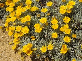 Gazania nivea